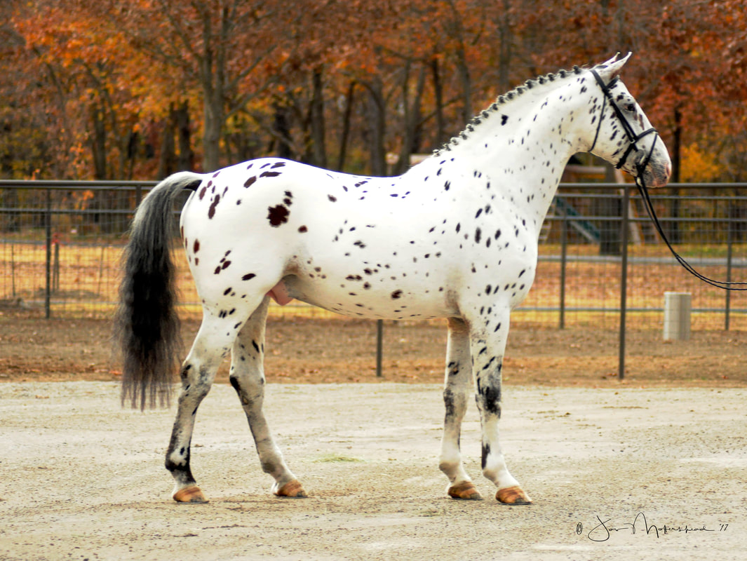 Colorado Skrodstrup - Leopard Spotted 15:3hh Knabstrupper Stallion